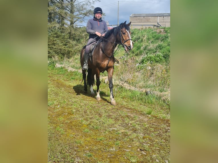 Cavallo sportivo irlandese Castrone 7 Anni 163 cm Baio ciliegia in Belfast
