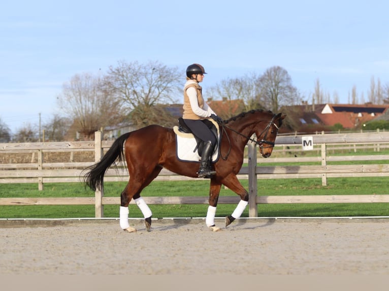 Cavallo sportivo irlandese Castrone 7 Anni 164 cm Baio in Bogaarden