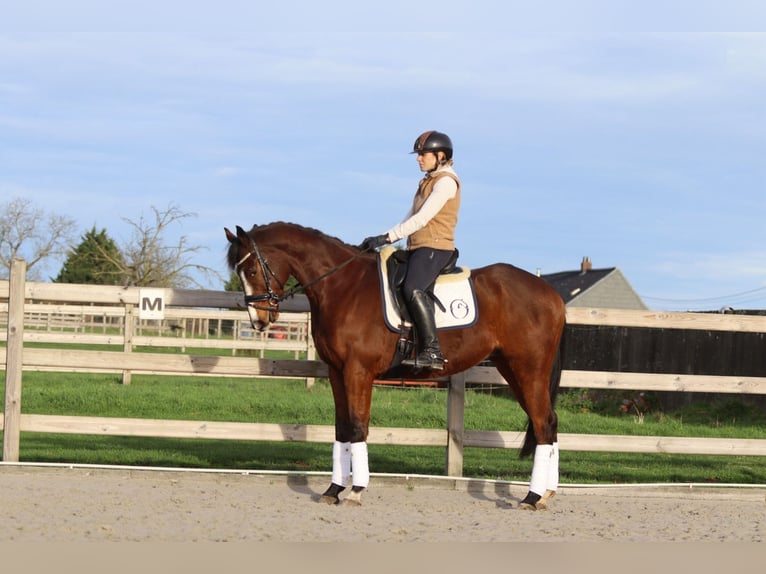 Cavallo sportivo irlandese Castrone 7 Anni 164 cm Baio in Bogaarden