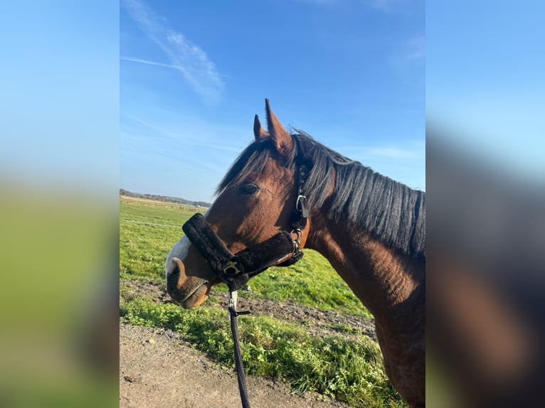 Cavallo sportivo irlandese Castrone 7 Anni 164 cm Baio in Bautzen