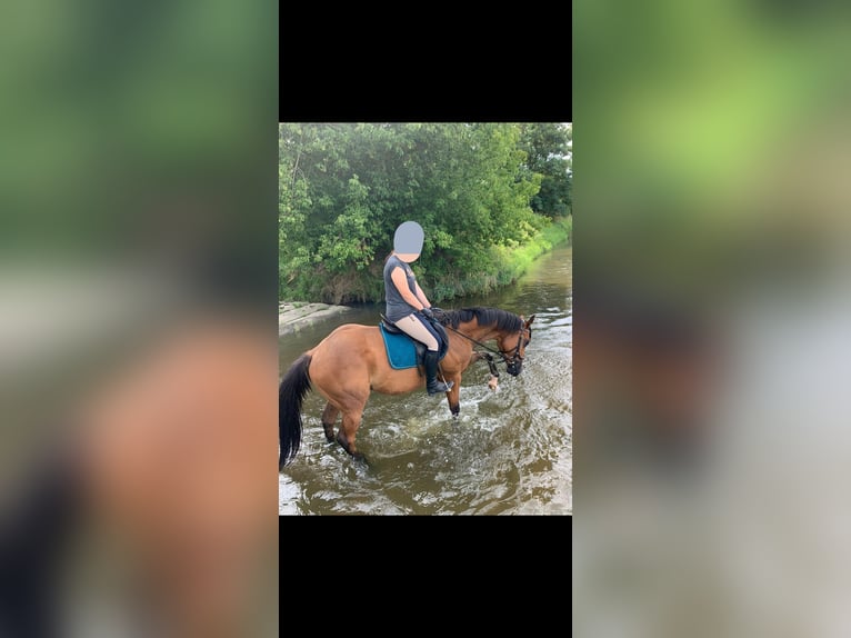 Cavallo sportivo irlandese Castrone 7 Anni 164 cm Baio in Bautzen