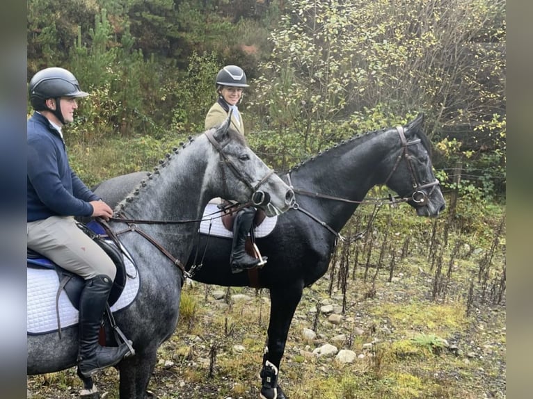 Cavallo sportivo irlandese Castrone 7 Anni 164 cm Grigio in Sligo