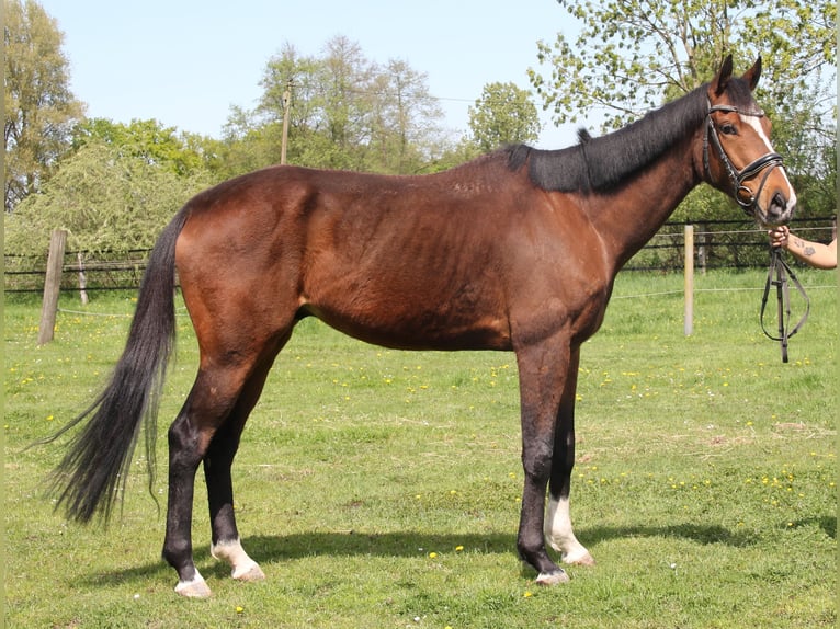 Cavallo sportivo irlandese Castrone 7 Anni 165 cm Baio in Wachtendonk