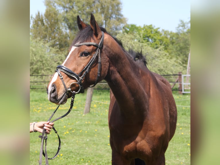 Cavallo sportivo irlandese Castrone 7 Anni 165 cm Baio in Wachtendonk
