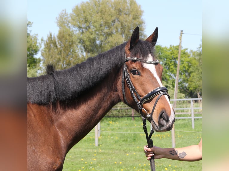 Cavallo sportivo irlandese Castrone 7 Anni 165 cm Baio in Wachtendonk