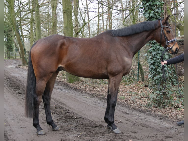 Cavallo sportivo irlandese Castrone 7 Anni 165 cm Baio scuro in Nettetal