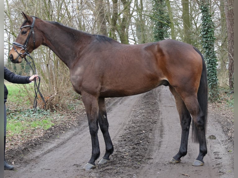 Cavallo sportivo irlandese Castrone 7 Anni 165 cm Baio scuro in Nettetal