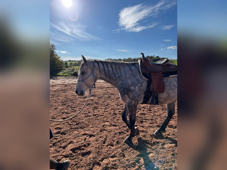 Cavallo sportivo irlandese Castrone 7 Anni 165 cm Grigio pezzato in Losheim am SeeLosheim am See