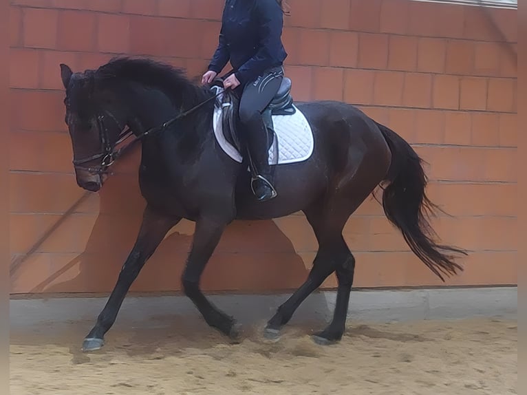Cavallo sportivo irlandese Castrone 7 Anni 165 cm Morello in Lage
