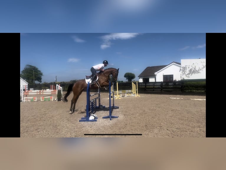 Cavallo sportivo irlandese Castrone 7 Anni 166 cm Baio ciliegia in Sligo