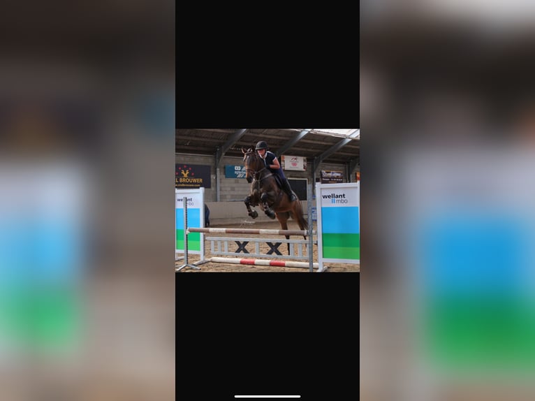 Cavallo sportivo irlandese Castrone 7 Anni 166 cm Baio nero in IJsselstein