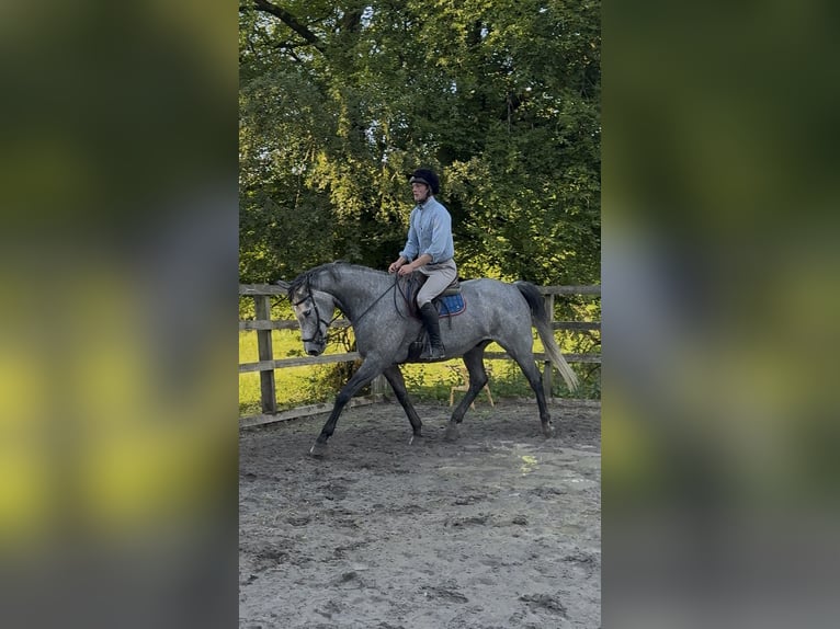 Cavallo sportivo irlandese Castrone 7 Anni 166 cm Grigio pezzato in Westmeath