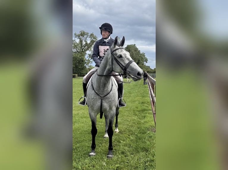Cavallo sportivo irlandese Castrone 7 Anni 166 cm Grigio pezzato in Westmeath