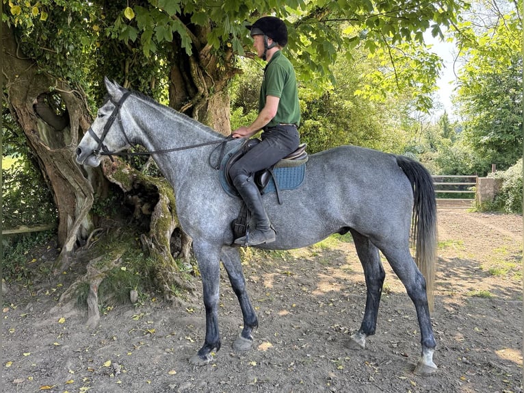 Cavallo sportivo irlandese Castrone 7 Anni 166 cm Grigio pezzato in Westmeath