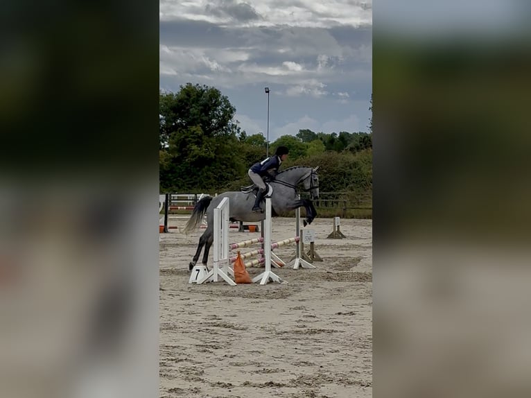 Cavallo sportivo irlandese Castrone 7 Anni 166 cm Grigio pezzato in Westmeath