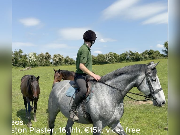 Cavallo sportivo irlandese Castrone 7 Anni 166 cm Grigio pezzato in Westmeath
