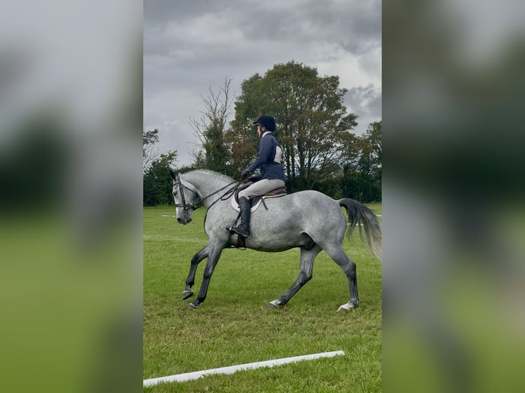 Cavallo sportivo irlandese Castrone 7 Anni 166 cm Grigio pezzato in Westmeath