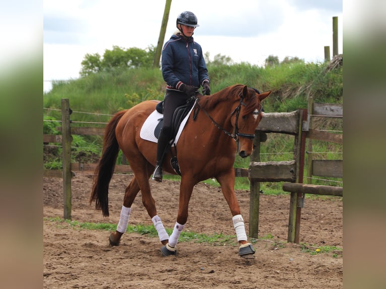 Cavallo sportivo irlandese Mix Castrone 7 Anni 166 cm Sauro in Uelsen