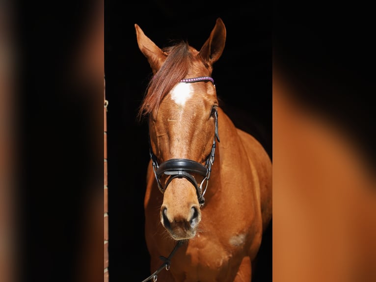 Cavallo sportivo irlandese Mix Castrone 7 Anni 166 cm Sauro in Uelsen