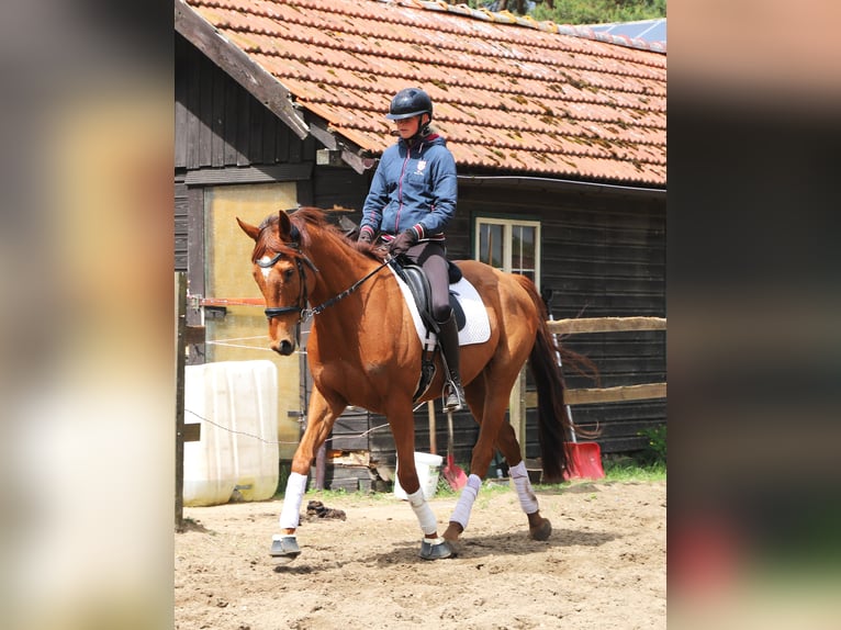 Cavallo sportivo irlandese Mix Castrone 7 Anni 166 cm Sauro in Uelsen