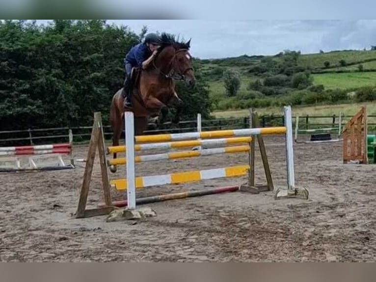 Cavallo sportivo irlandese Castrone 7 Anni 167 cm Baio ciliegia in Sligo