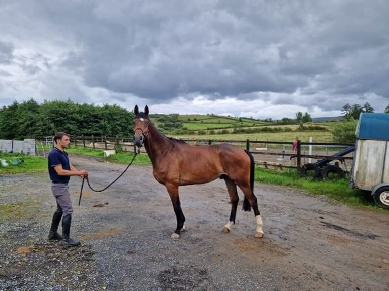 Cavallo sportivo irlandese Castrone 7 Anni 167 cm Baio ciliegia in Sligo
