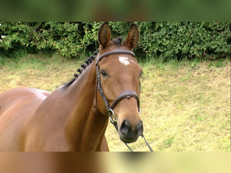 Cavallo sportivo irlandese Castrone 7 Anni 168 cm Baio ciliegia in Trim