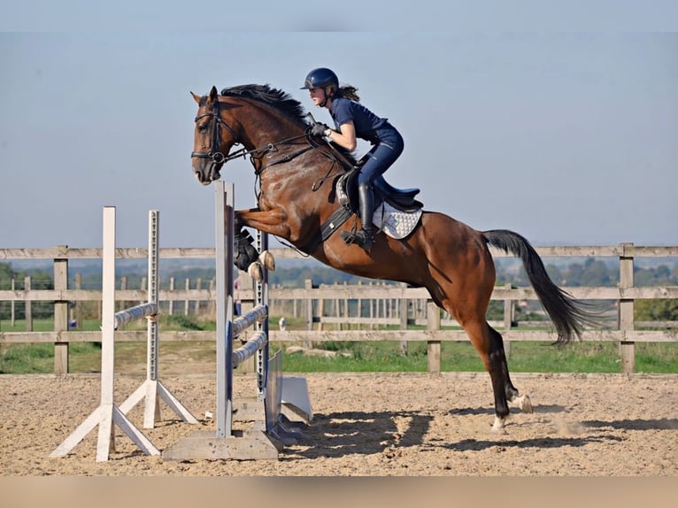 Cavallo sportivo irlandese Castrone 7 Anni 168 cm Baio ciliegia in grantham, Lincs