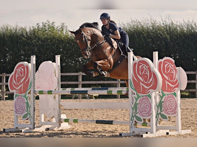 Cavallo sportivo irlandese Castrone 7 Anni 168 cm Baio ciliegia in grantham, Lincs
