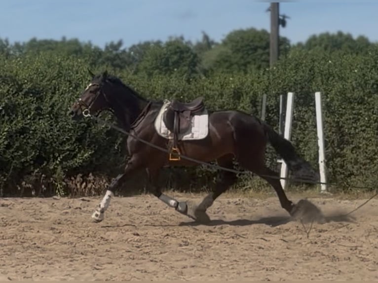 Cavallo sportivo irlandese Castrone 7 Anni 168 cm Baio nero in Trebbin