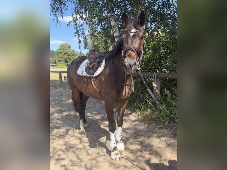 Cavallo sportivo irlandese Castrone 7 Anni 168 cm Baio nero in Trebbin
