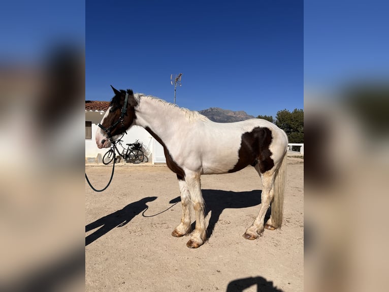 Cavallo sportivo irlandese Castrone 7 Anni 168 cm Pezzato in Alicante