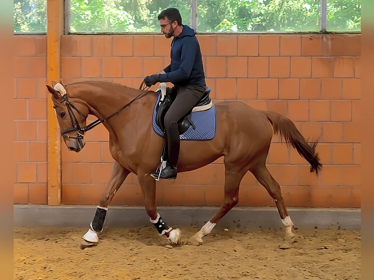 Cavallo sportivo irlandese Castrone 7 Anni 168 cm Sauro in Lage