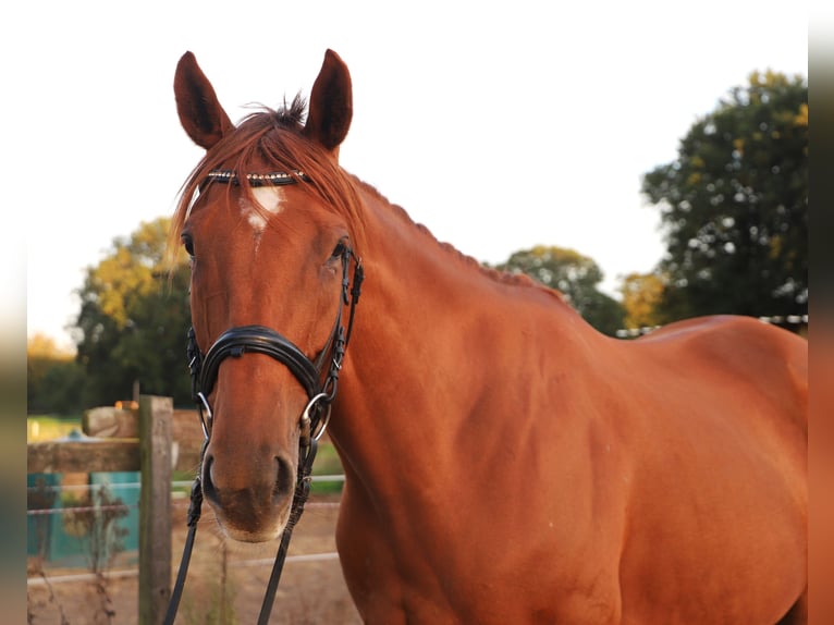 Cavallo sportivo irlandese Mix Castrone 7 Anni 168 cm Sauro in Uelsen