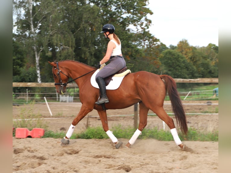 Cavallo sportivo irlandese Mix Castrone 7 Anni 168 cm Sauro in Uelsen
