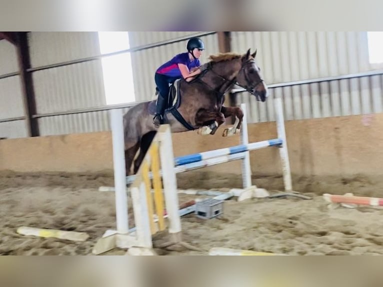 Cavallo sportivo irlandese Castrone 7 Anni 168 cm Sauro scuro in Sligo