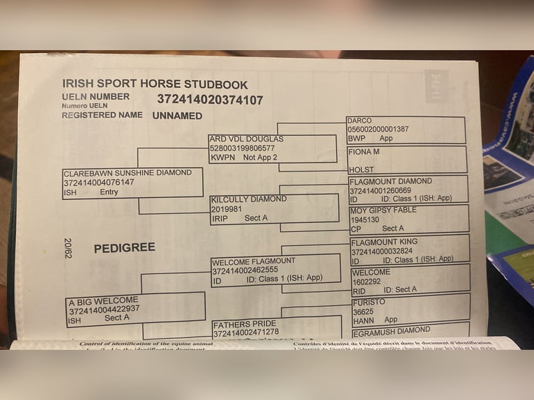 Cavallo sportivo irlandese Castrone 7 Anni 168 cm Sauro scuro in Sligo