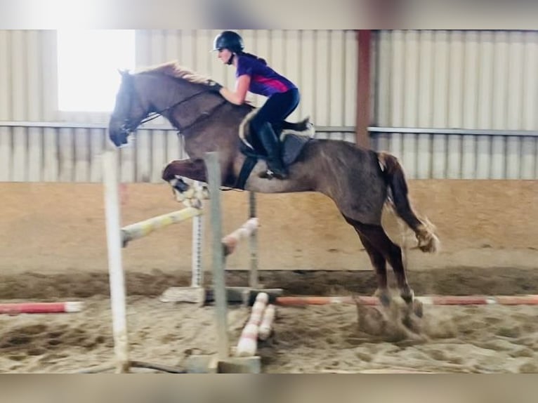 Cavallo sportivo irlandese Castrone 7 Anni 168 cm Sauro scuro in Sligo