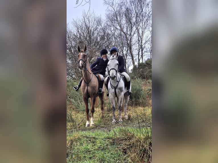 Cavallo sportivo irlandese Castrone 7 Anni 168 cm Sauro scuro in Sligo