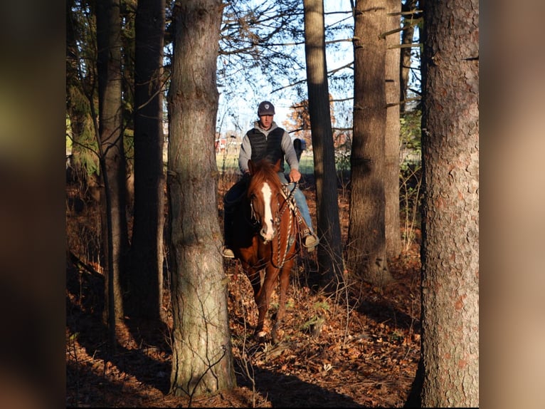 Cavallo sportivo irlandese Castrone 7 Anni 168 cm Sauro scuro in Howell