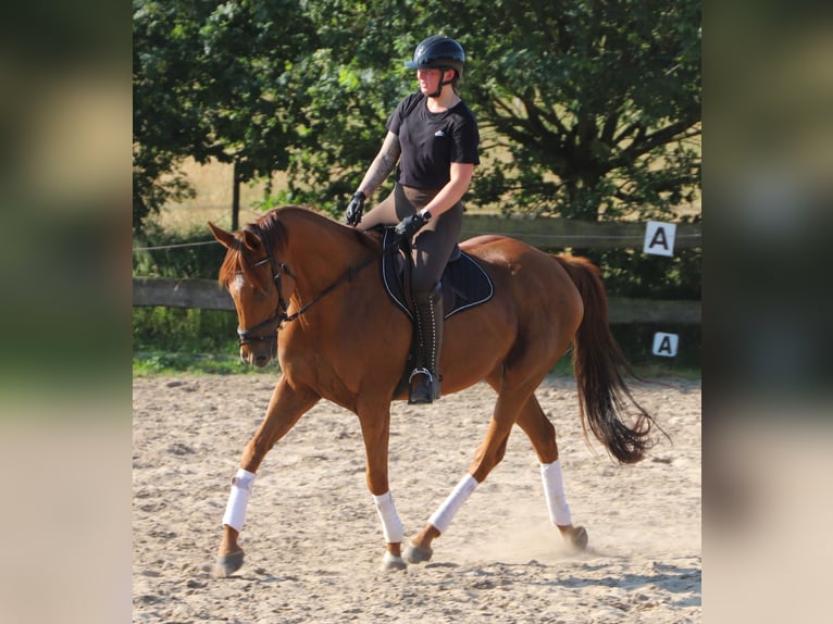Cavallo sportivo irlandese Mix Castrone 7 Anni 169 cm Sauro in Uelsen