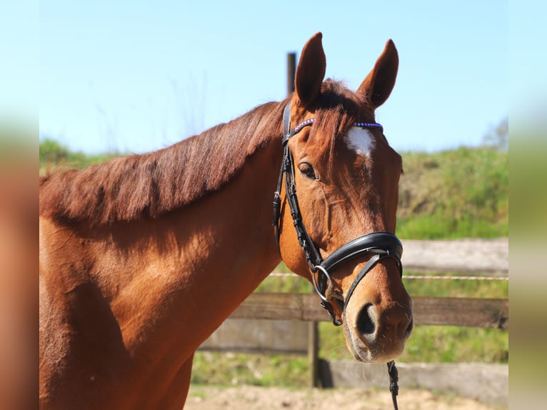 Cavallo sportivo irlandese Mix Castrone 7 Anni 169 cm Sauro in Uelsen