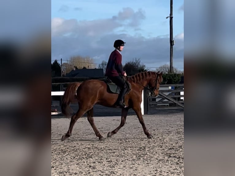 Cavallo sportivo irlandese Castrone 7 Anni 171 cm Sauro scuro in Westmeath