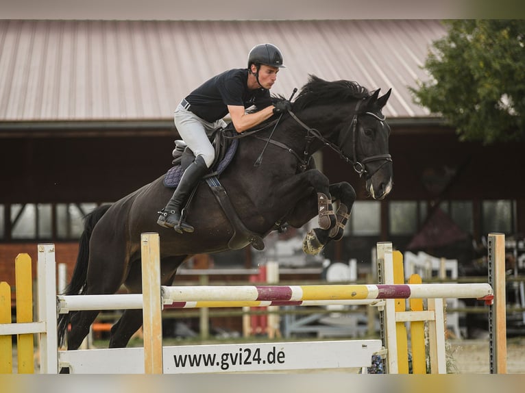 Cavallo sportivo irlandese Castrone 7 Anni 173 cm Baio nero in Riedstadt