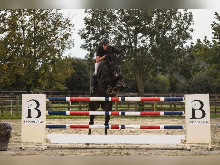 Cavallo sportivo irlandese Castrone 7 Anni 173 cm Baio nero in Riedstadt