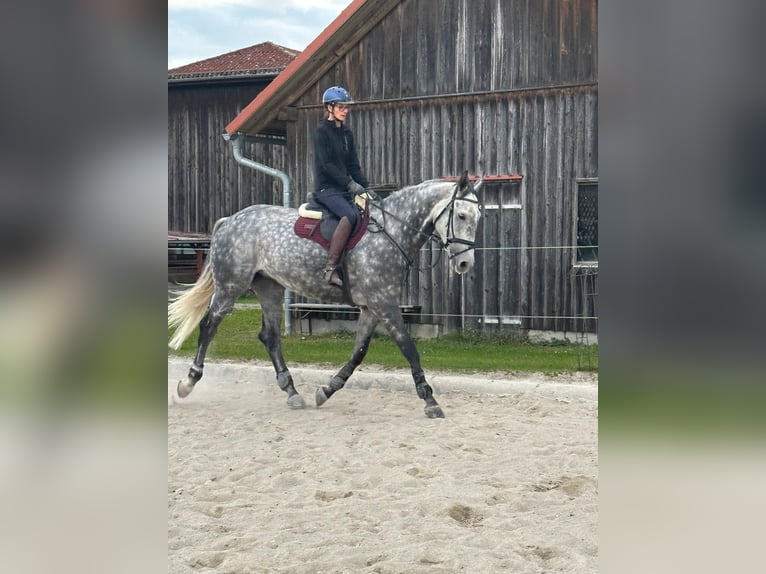 Cavallo sportivo irlandese Castrone 7 Anni 173 cm Grigio in Tragwein