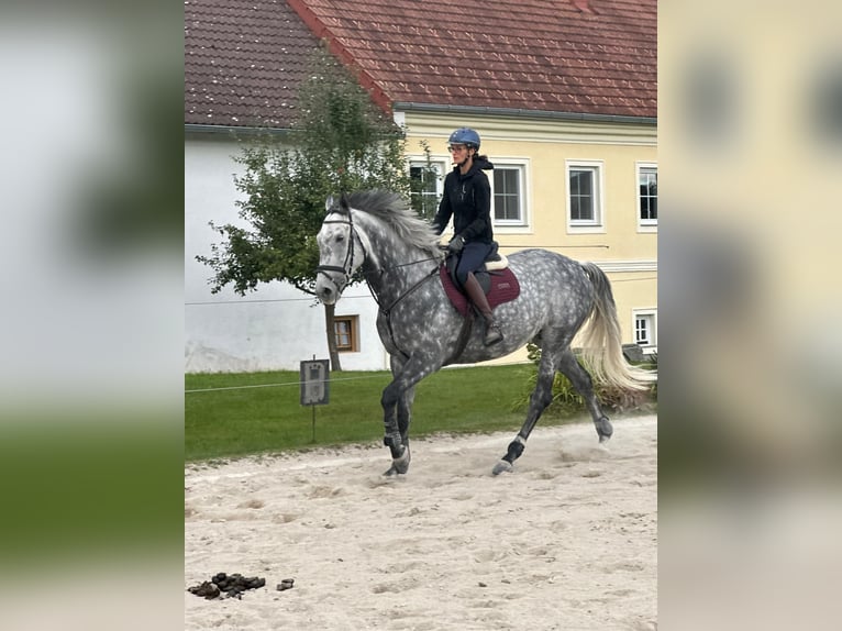 Cavallo sportivo irlandese Castrone 7 Anni 173 cm Grigio in Tragwein