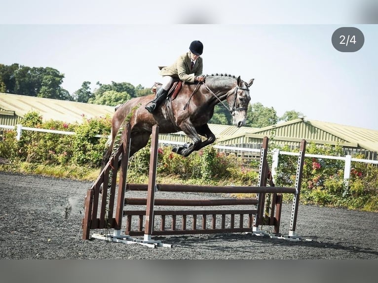 Cavallo sportivo irlandese Castrone 7 Anni 173 cm Grigio in Limerick