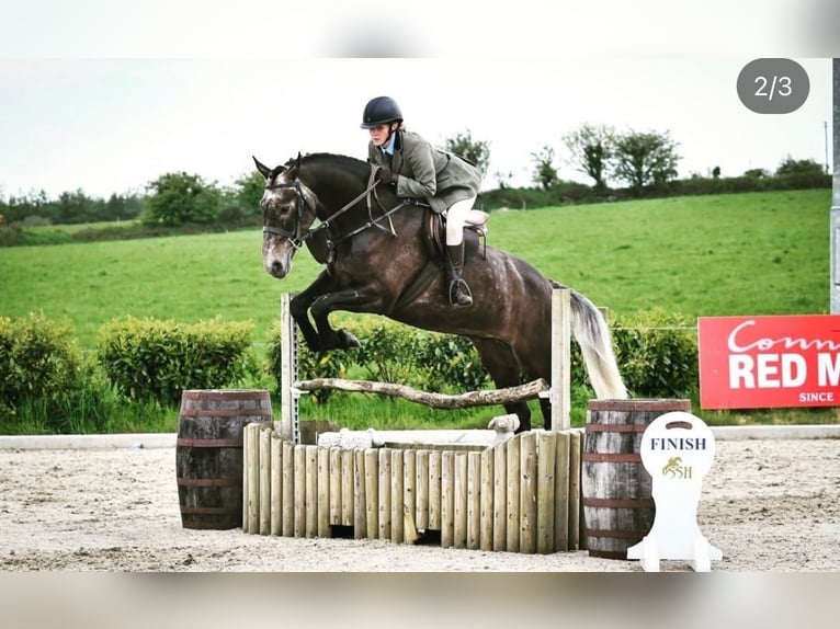 Cavallo sportivo irlandese Castrone 7 Anni 173 cm Grigio in Limerick