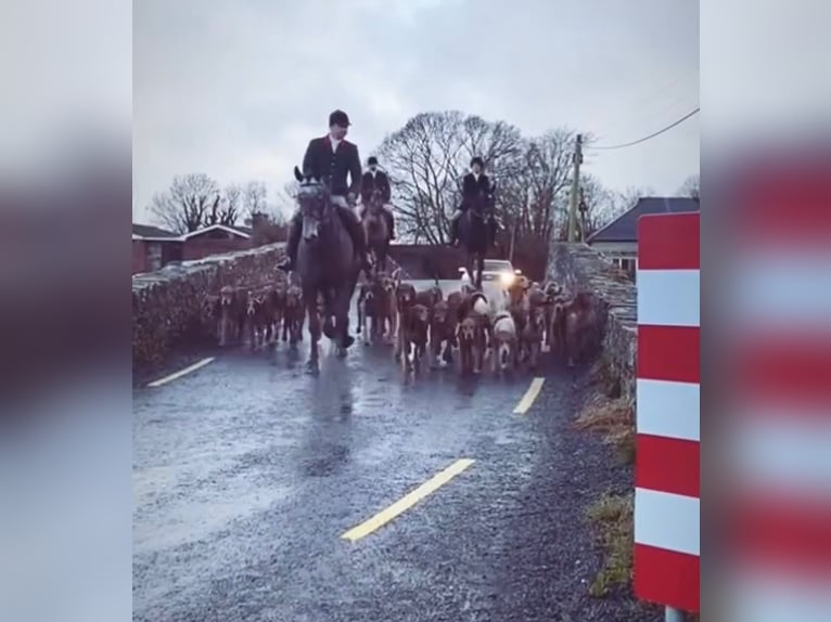 Cavallo sportivo irlandese Castrone 7 Anni 173 cm Grigio in Limerick